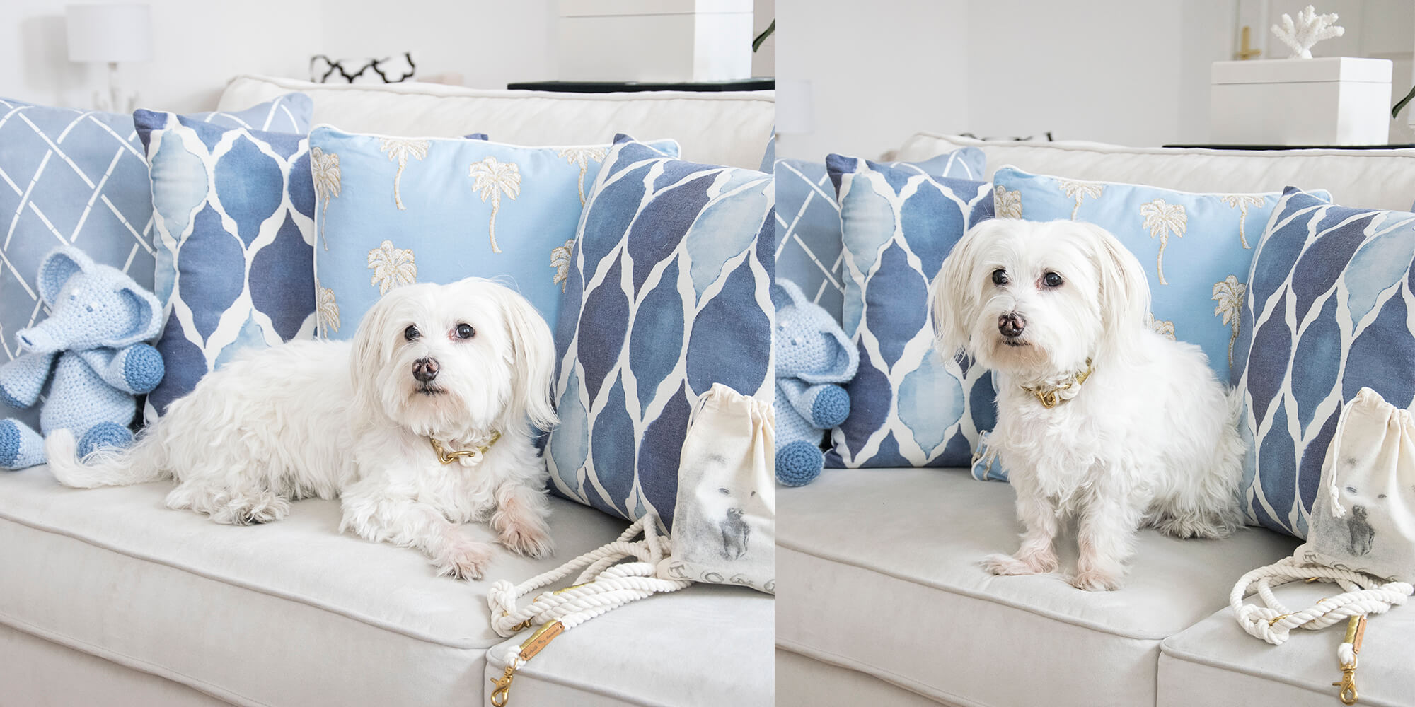 Baby-Blue: Trendige Hunde-Accessoires