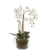 großzügiges weißes Orchideengesteck mit Moos in bauchiger Glasvase
