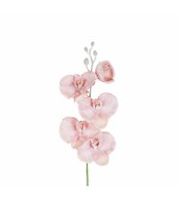 langstielige, rosa Orchidee in Frozen-Optik