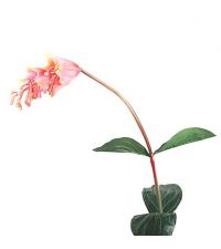 langstielige Kunstblume 'Medinilla' rosa