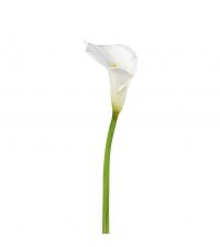 hohe Kunstblume Calla, weiß